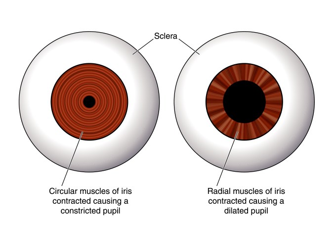 dilated-pupils.jpg