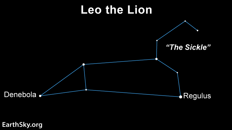 Leo-the-Lion-1.jpg